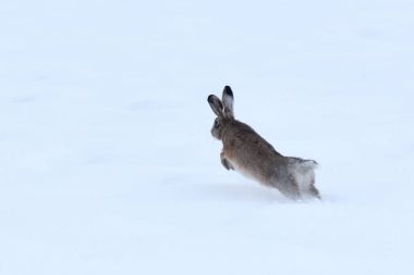 Gri tavşan veya Hare Rusak (tavşan europaeus) alanı ile kaplı 