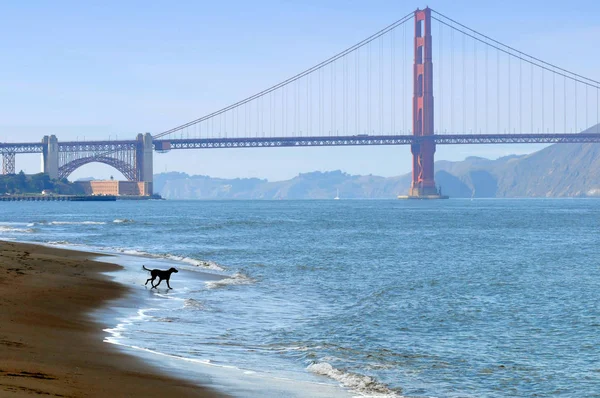 Golden Gate Bridge and dog, San Francisco — Stock Photo, Image