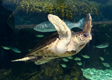 Sea turtle and fish in aquarium clipart