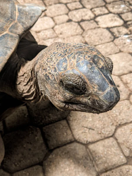 Aldabra-Schildkröte Nahaufnahme auf ile moyenne, seychellen — Stockfoto