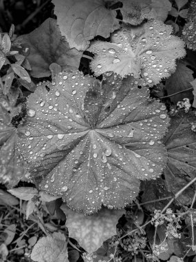Ormandaki yaprakların üzerine parlayan su damlalarının siyah ve beyaz fotoğrafları.