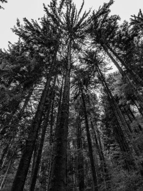 Ormandaki Uzun Çam Ağaçlarının Siyah ve Beyaz Fotoğrafları - Bucegi Bölgesi, Romanya