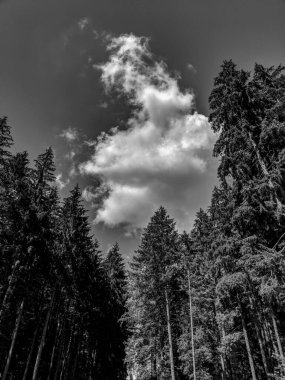 Ormandaki Uzun Çam Ağaçlarının Siyah ve Beyaz Fotoğrafları - Bucegi Rezervasyon, Romanya