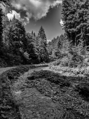 Romanya 'nın Bucegi Dağları Reservation kentindeki yeşil ağaçlar arasında Nehir manzarasının Siyah ve Beyaz Fotoğrafları