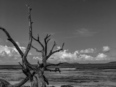Ölü Ağaç 'ın Siyah ve Beyaz Fotoğrafları Seyşeller' deki La Digue Adası 'ndaki bir plajda duruyor.