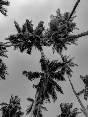 Aşağıdaki fırtınadan önce görülen bir grup palmiye ağacının siyah ve beyaz fotoğrafı