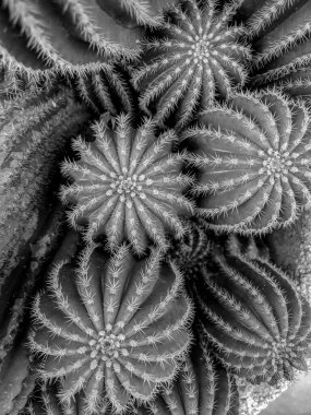 Yeşil ve küçük kaktüslerden oluşan bir kabın siyah ve beyaz fotoğrafı.