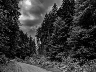 Romanya 'nın Büegi Dağları Reservation kentindeki yeşil ağaçlar arasında bir orman yolunun Siyah ve Beyaz Fotoğrafları