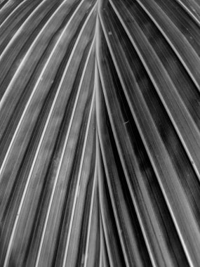 Seyşeller 'de bir desenin siyah ve beyaz fotoğrafı ve palmiye yaprağı dokusu. Yakın plan..