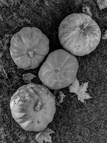 Zwart Wit Fotografie Van Weergave Van Pompoenen Boerenmarkt Buiten — Stockfoto