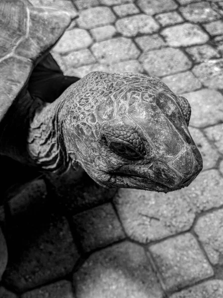 Black and White Photography of Aldabra tortoise closeup head on Ile Moyenne, Seychelles