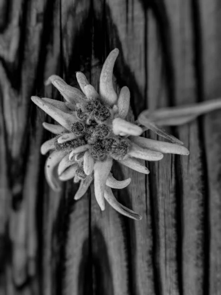 Czarno Biała Fotografia Kwiatu Edelweiss Kwitną Drewnianym Tle Zrobione Zermatt — Zdjęcie stockowe