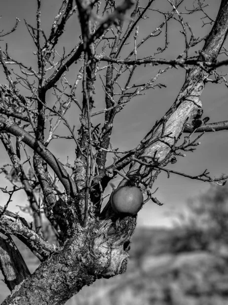 Ασπρόμαυρη Φωτογραφία Ενός Παγωμένου Κόκκινου Μήλου Ένα Φυλλώδες Κλαδί Δέντρου — Φωτογραφία Αρχείου