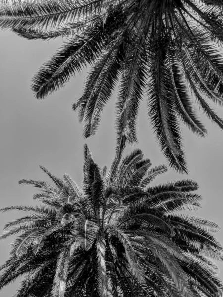 Photographie Noir Blanc Beau Fond Original Intéressant Avec Des Palmiers — Photo