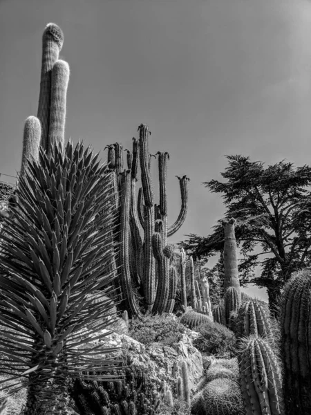 Fotografia Preto Branco Uma Cena Verão Luz Dia Filmada Jardin — Fotografia de Stock