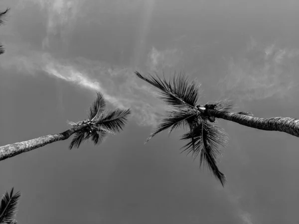 Photographie Noir Blanc Deux Palmiers Vus Dessous Avec Fond Bleu — Photo