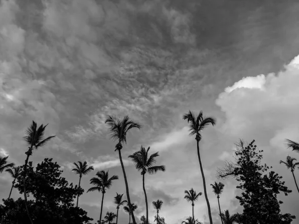 Photographie Noir Blanc Groupe Palmiers Sur Fond Ciel Nuageux Aux — Photo