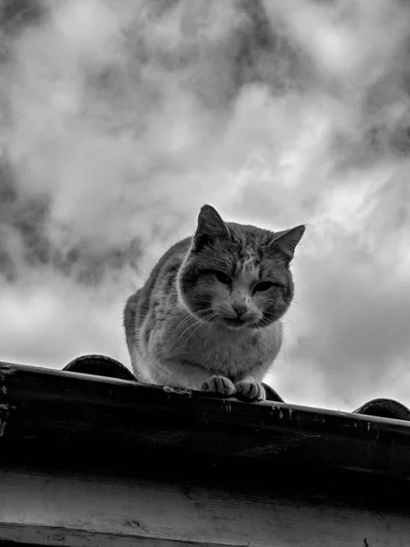 一只金银猫在屋顶上耐心等待喂食的黑白照片 — 图库照片