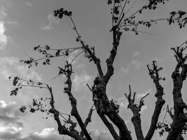 Ασπρόμαυρη Φωτογραφία Ενός Σχεδόν Γυμνού Κλαδιού Ενός Δέντρου Ενάντια Στον — Φωτογραφία Αρχείου