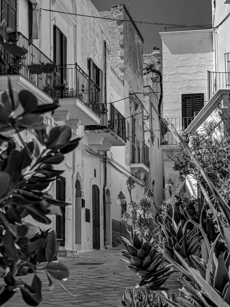 Black and White Photography of a narrow alley in Polignano a Mare in the Puglia region of Italy, lined with plants and flowers and surrounded by traditional stone houses.
