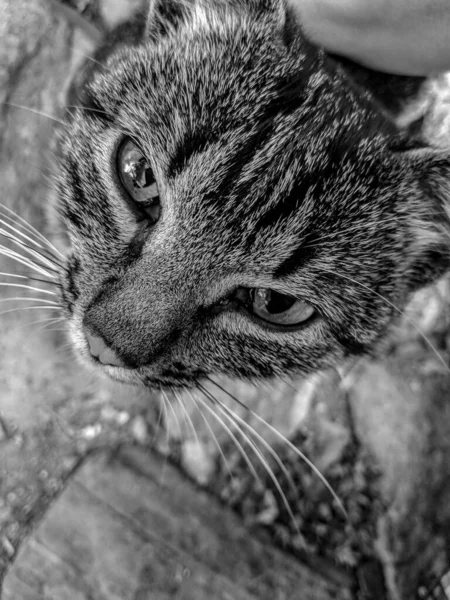 Photographie Noir Blanc Gros Plan Chat Gris Affectueux Aimant — Photo