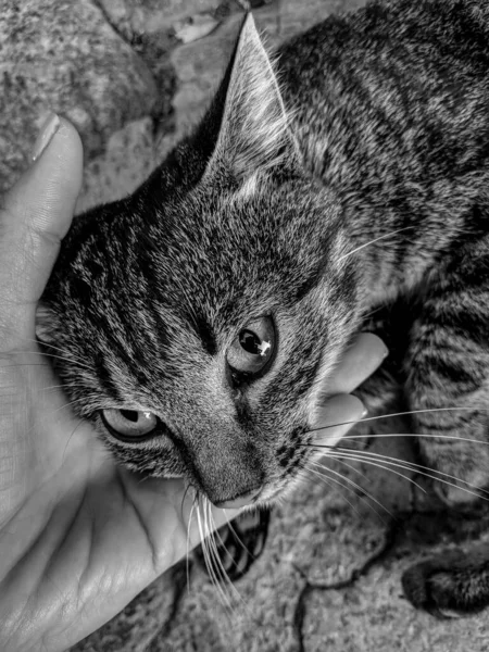 Fotografía Blanco Negro Gato Gris Cariñoso Cariñoso Con Ojos Verdes — Foto de Stock