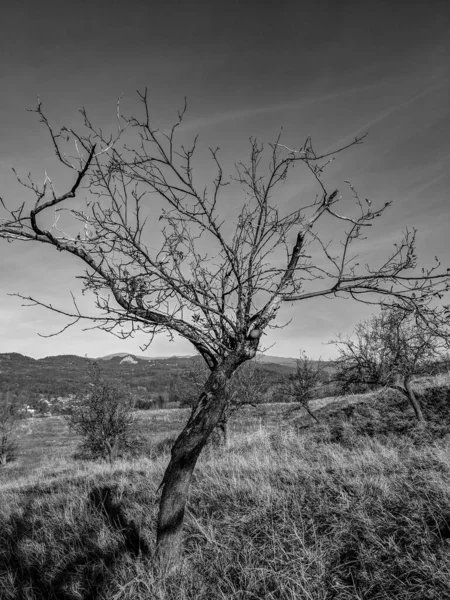 Черно Белое Изображение Замороженного Яблока Висящего Ветке Дерева Саду — стоковое фото