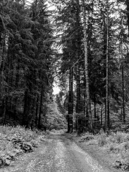 Black and White Photography of Forest road in the mountains. Carpathians Bucegi Reservation in Summer.
