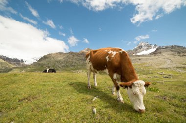 İtalyan Alplerinde otlayan inekler