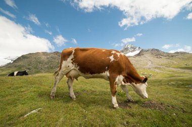 İtalyan Alplerinde otlayan inekler