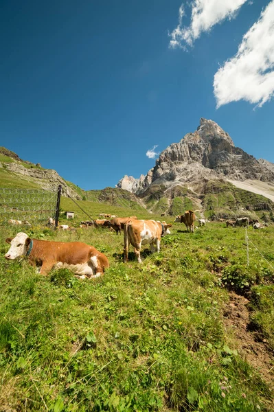 Vaca Las Montañas Italianas — Foto de Stock