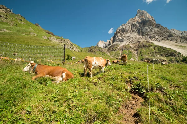 Vaca Las Montañas Italianas — Foto de Stock