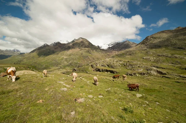 Vacas Que Pastan Los Alpes Italianos — Foto de Stock