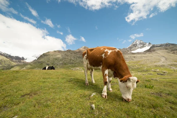 Kühe Weiden Auf Den Italienischen Alpen — Stockfoto