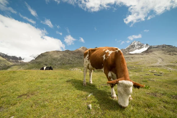 Kühe Weiden Auf Den Italienischen Alpen — Stockfoto