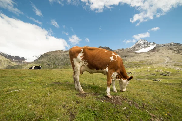Kühe Weiden Auf Den Italienischen Alpen — Stockfoto