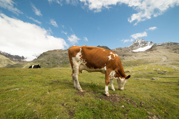 cows grazing on the Italian Alps
