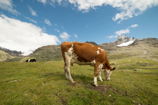 Kühe Weiden Auf Den Italienischen Alpen — Stockfoto