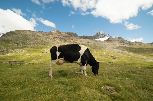 Kühe Weiden Auf Den Italienischen Alpen — Stockfoto