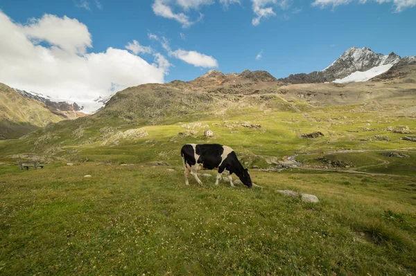 Vacas Que Pastam Nos Alpes Italianos — Fotografia de Stock