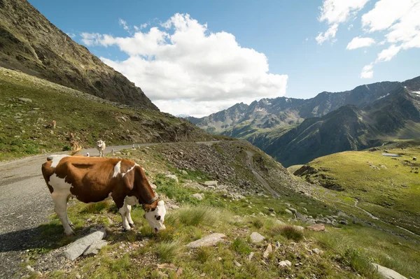 Vaca Silvestre Montaña — Foto de Stock