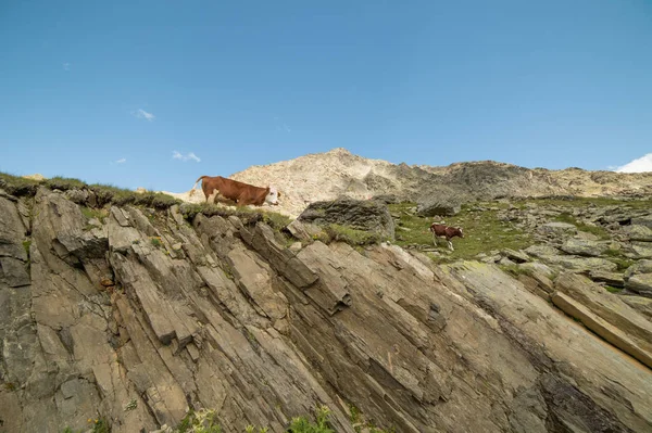 Vacas Que Pastan Los Alpes Italianos — Foto de Stock
