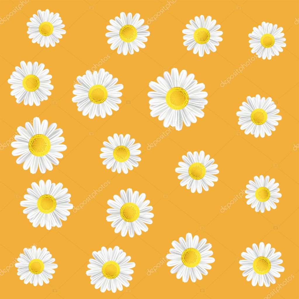 Summer meadow flowers. Illustration with chamomile. Summer floral orange background with white flowers.