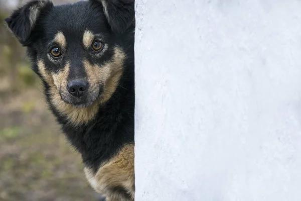 Magnifique Chien Brun Et Noir Regardant La Caméra