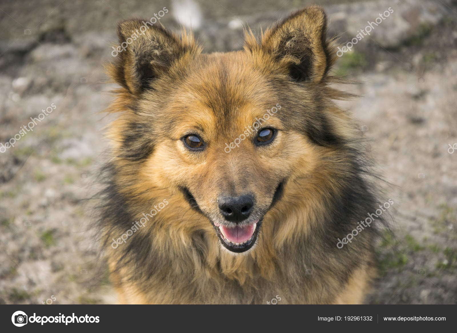 Magnifique Chien Brun Et Noir Regardant La Caméra