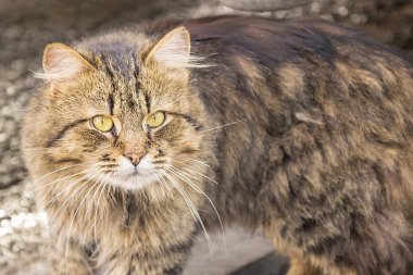 Sarı gözlü güzel büyük Gri kedi