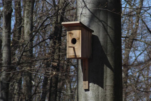 Ξύλινα birdhouse σε ένα κορμό οξυάς στο δάσος. — Φωτογραφία Αρχείου