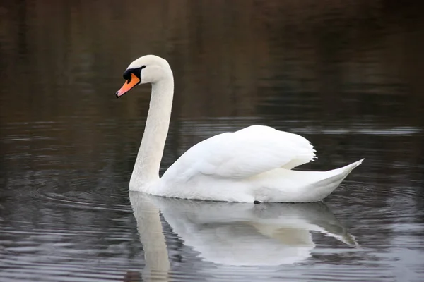 Hermoso cisne blanco flotando en el lago. — Foto de Stock