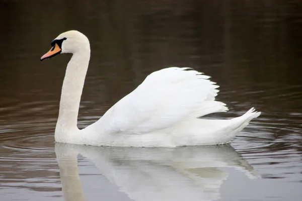 Bellissimo cigno bianco galleggiante sul lago. — Foto Stock