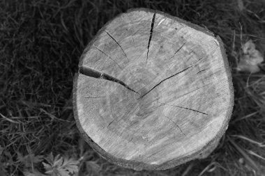 Tek renkli güdük kesilmiş